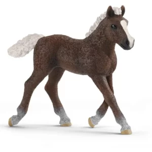 Źrebię rasy Black Forest